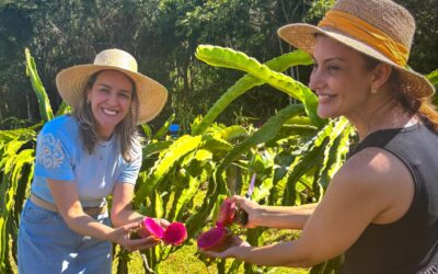 Pitaya ganha espaço na Serra Catarinense e reforça nova vocação da agricultura regional