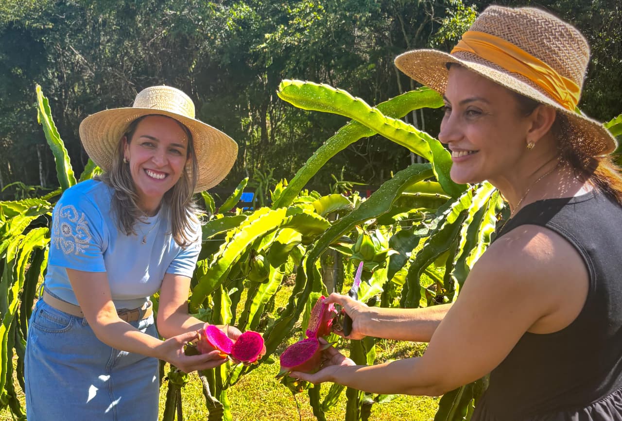Pitaya ganha espaço na Serra Catarinense